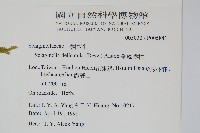 全緣卷柏藏品圖，第2張