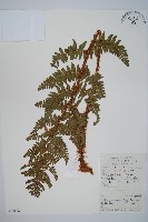 觀光鱗毛蕨藏品圖，第1張