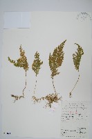 江南卷柏藏品圖，第1張