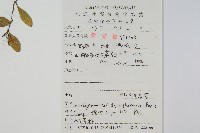 抱石蓮藏品圖，第2張