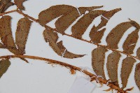 貫眾蕨藏品圖，第4張