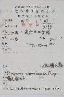 黃山鱗毛蕨藏品圖，第2張