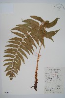 貫眾蕨藏品圖，第1張