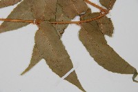 貫眾蕨藏品圖，第3張