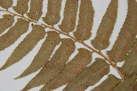 貫眾蕨藏品圖，第4張