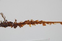 貫眾蕨藏品圖，第5張