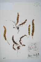 鞭葉耳蕨藏品圖，第1張