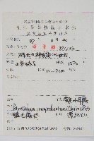 鞭葉耳蕨藏品圖，第2張