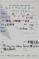 黑鱗耳蕨藏品圖，第2張