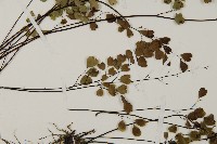 隴南鐵線蕨藏品圖，第3張