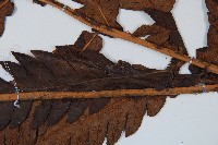 日本狗脊蕨藏品圖，第4張