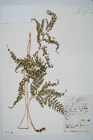 細葉複葉耳蕨藏品圖，第1張