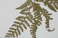 細葉複葉耳蕨藏品圖，第5張