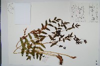 紫萁藏品圖，第1張