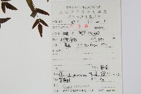 紫萁藏品圖，第2張