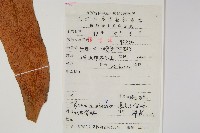 盧山石葦藏品圖，第2張