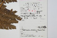 東方莢果蕨藏品圖，第2張