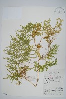 玉山卷柏藏品圖，第1張