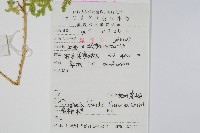 玉山卷柏藏品圖，第2張