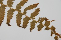 中華鱗蓋蕨藏品圖，第3張