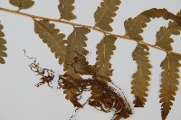 中華鱗蓋蕨藏品圖，第4張