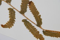 中華鱗蓋蕨藏品圖，第5張