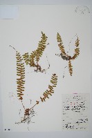 鞭葉耳蕨藏品圖，第1張