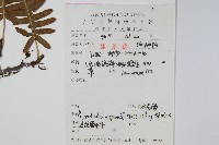 日本水龍骨藏品圖，第2張