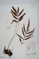 橢圓線蕨藏品圖，第1張