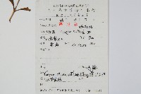 橢圓線蕨藏品圖，第2張