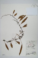 披針骨牌蕨藏品圖，第1張