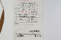 披針骨牌蕨藏品圖，第2張