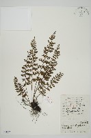 縮羽鐵角蕨藏品圖，第1張