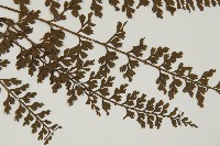 縮羽鐵角蕨藏品圖，第3張