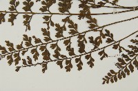 縮羽鐵角蕨藏品圖，第4張