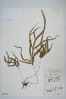 鳳尾蕨藏品圖，第1張