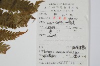 東方莢果蕨藏品圖，第2張