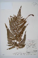 太平鱗毛蕨藏品圖，第1張