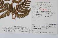 太平鱗毛蕨藏品圖，第2張