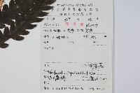 日本狗脊蕨藏品圖，第2張