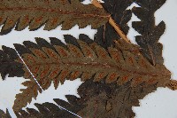 日本狗脊蕨藏品圖，第3張