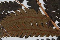 日本狗脊蕨藏品圖，第4張