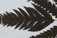 日本狗脊蕨藏品圖，第5張