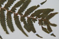 邊緣鱗蓋蕨藏品圖，第3張