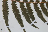 邊緣鱗蓋蕨藏品圖，第4張