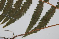 邊緣鱗蓋蕨藏品圖，第5張