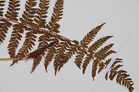 禾稈蹄蓋蕨藏品圖，第3張