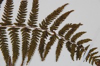 禾稈蹄蓋蕨藏品圖，第4張