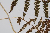 禾稈蹄蓋蕨藏品圖，第5張