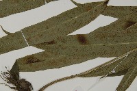 日本鳳丫蕨藏品圖，第5張